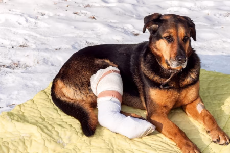Common Injuries in Active Dogs and What Insurance Covers