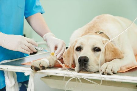 Best-Value Dog Insurance for Surgery and Accidents in Australia
