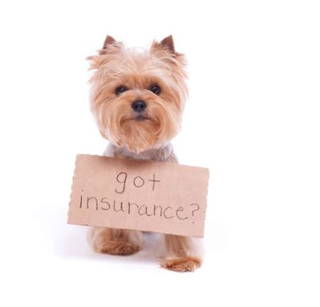 Top Pet Insurance Options for Active Adult Dogs in Australia