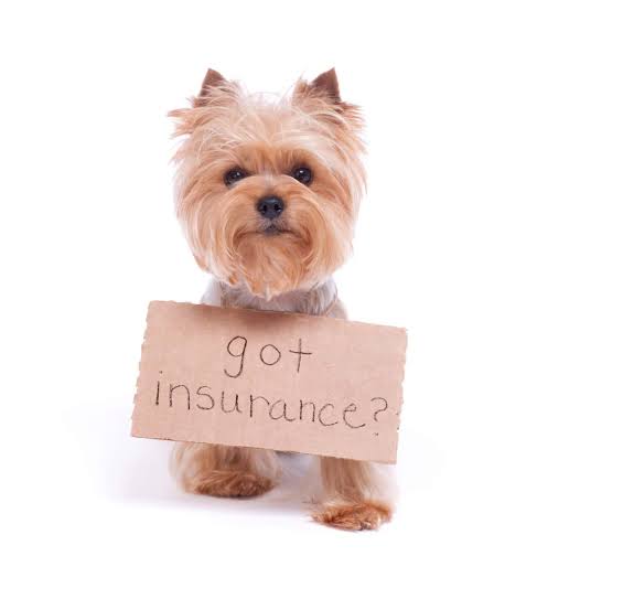 Top Pet Insurance Options for Active Adult Dogs in Australia