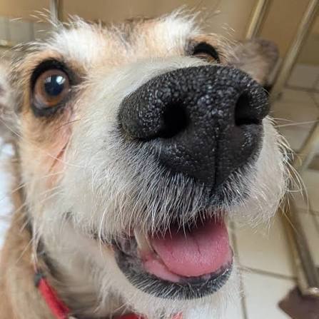 20 Surprising Facts About Your Dog’s Nose