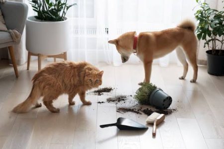 Pet-Proofing Your Home: A Room-by-Room Safety Checklist