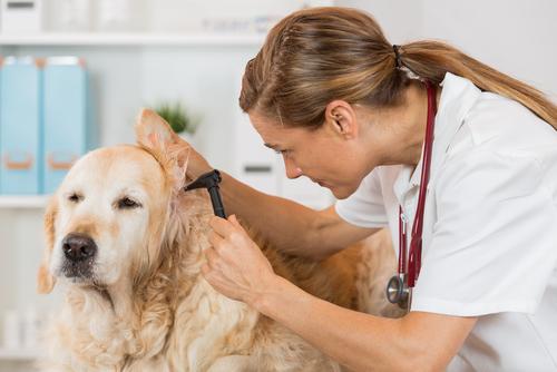 Affordable Dog Insurance That Still Covers the Big Stuff