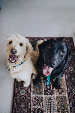 How to Keep Dog Insurance Affordable Without Losing Cover: 7 Ways