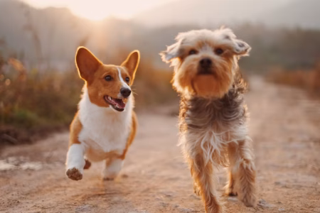 Dog Insurance Comparison Table: 10 Features to Line Up Side by Side