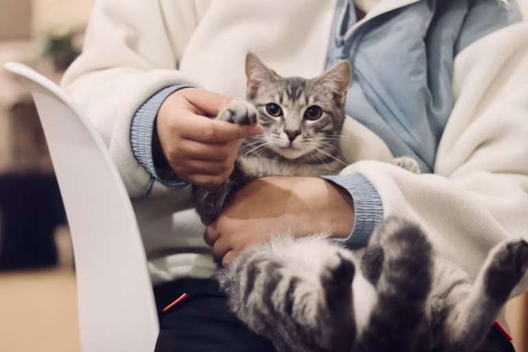 Best Pet Insurance for Unexpected Vet Bills Only: Accident-Only Plans Explained