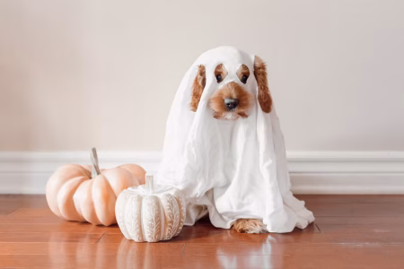 Spooky Season Safety: Fun, Pet-Friendly Halloween Costume Ideas