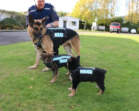 The World of Working Dogs: Assistance, Detection and Herding Roles