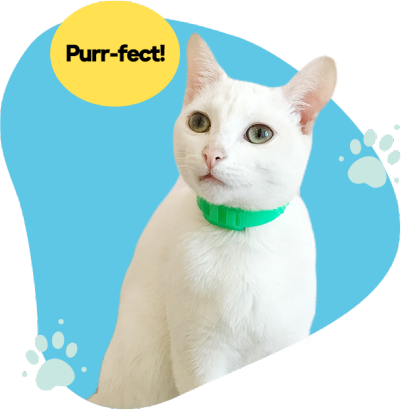 a Japanese Bobtail with an all white fur wearing green collar